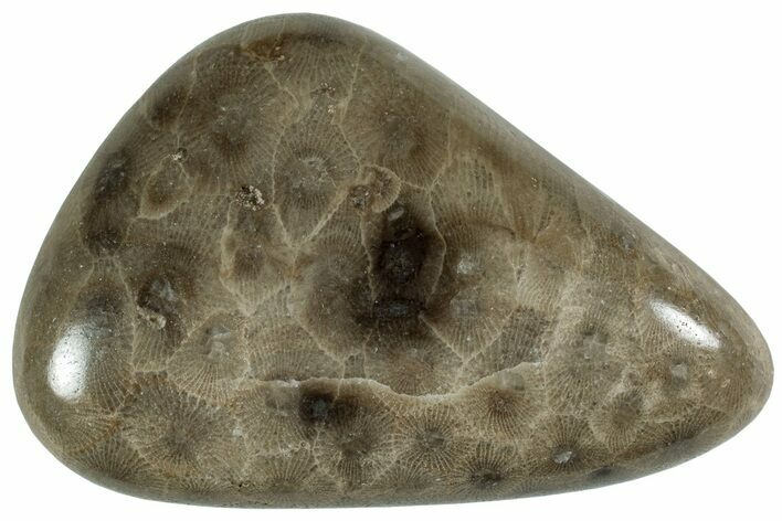 Polished Petoskey Stone (Fossil Coral) - Michigan #227532